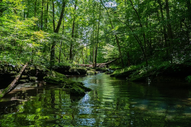 Hermoso paisaje de un río rodeado de vegetación en un bosque