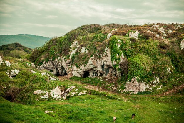 Hermoso paisaje con rocas cubiertas de verde, cuevas y perros