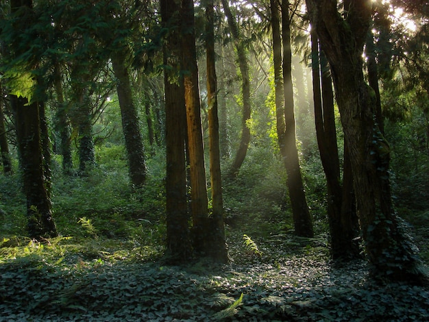 Hermoso paisaje del sol brillando sobre un bosque verde lleno de diferentes tipos de plantas