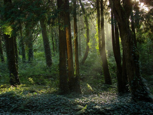 Hermoso paisaje del sol brillando sobre un bosque verde lleno de diferentes tipos de plantas