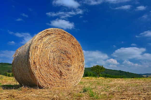 Hermoso paisaje de verano Campo agrícola Paquetes redondos de hierba seca en el campo con cielo azul y sol Pajar de pacas de heno