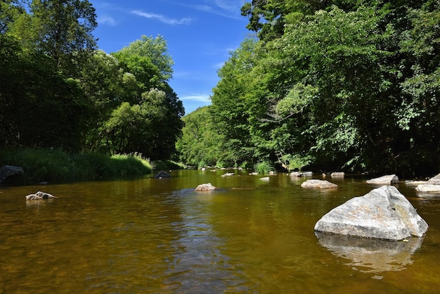 Foto gratuita hermoso paisaje de verano con el río, el bosque, el sol y el cielo azul. fondo natural.