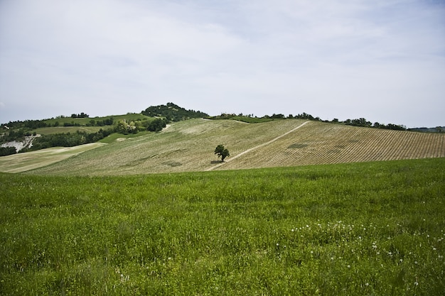 Hermoso paisaje verde con muchos árboles bajo un cielo nublado