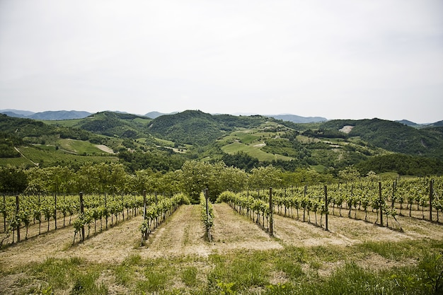 Hermoso paisaje de un viñedo verde rodeado de altas montañas rocosas