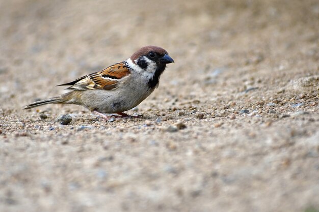 Hermoso pajarito salvaje en la naturaleza