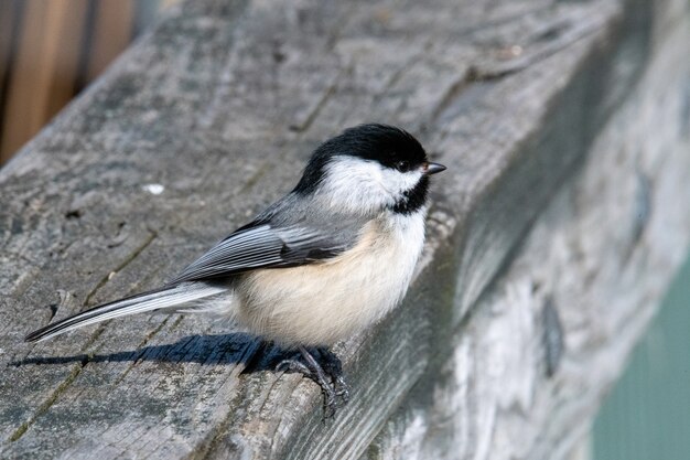 Hermoso de un pájaro carolina chickadee de pie sobre la superficie de madera