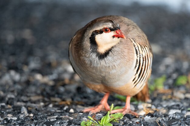 Hermoso pájaro chukar salvaje en el suelo