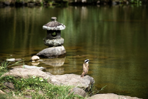 Hermoso pájaro junto al lago