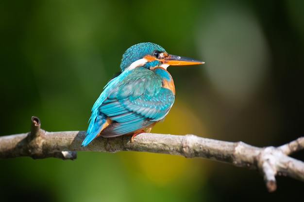 Hermoso pájaro martín pescador azul en una rama