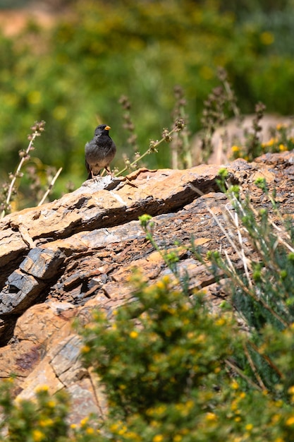 Hermoso pájaro negro de pie sobre las rocas
