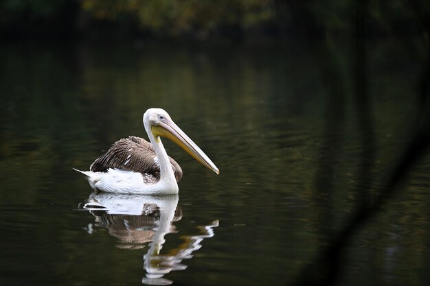 Hermoso pájaro pelícano en el lago oscuro