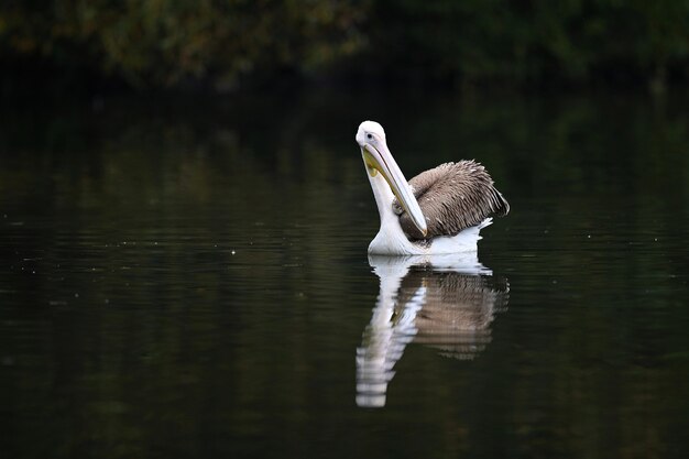 Hermoso pájaro pelícano en el lago oscuro