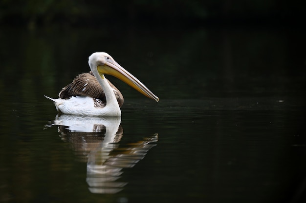 Foto gratuita hermoso pájaro pelícano en el lago oscuro