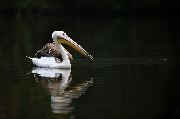 Hermoso pájaro pelícano en el lago oscuro