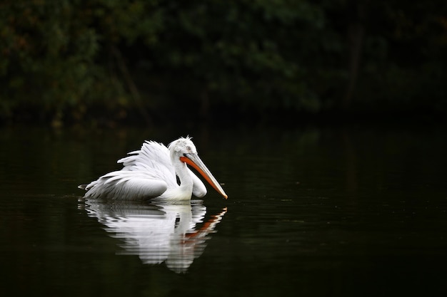 Foto gratuita hermoso pájaro pelícano en el lago oscuro