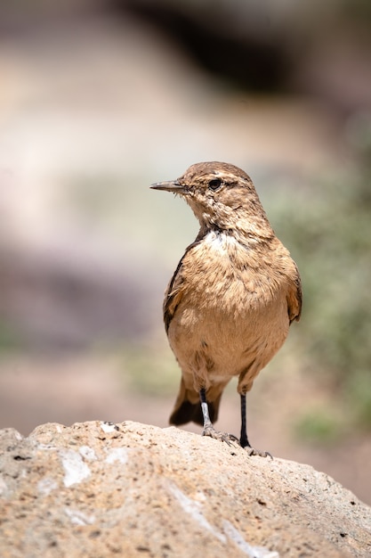 Hermoso pájaro ruiseñor común sobre la roca