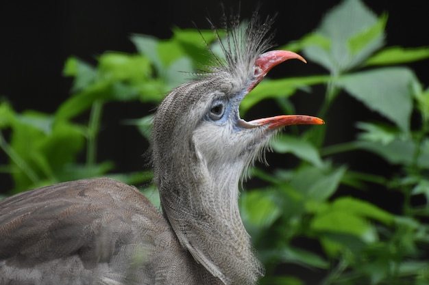 Hermoso pájaro Seriema de patas rojas con cresta con su pico abierto