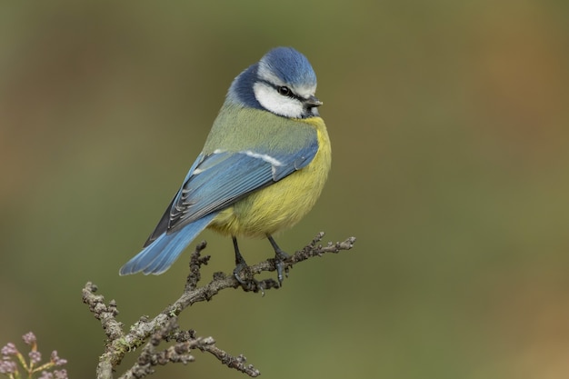 Hermoso pájaro tit azul posado en una rama en el bosque