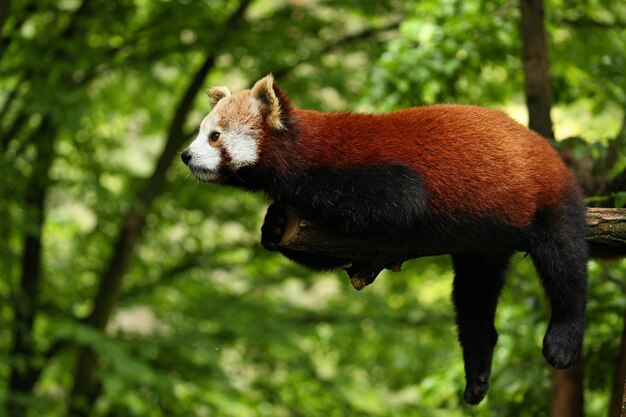 Hermoso panda rojo en peligro de extinción en un árbol verde