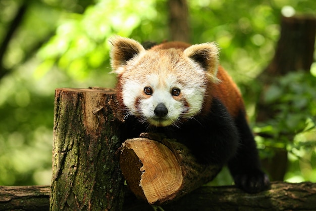 Hermoso panda rojo en peligro de extinción en un árbol verde