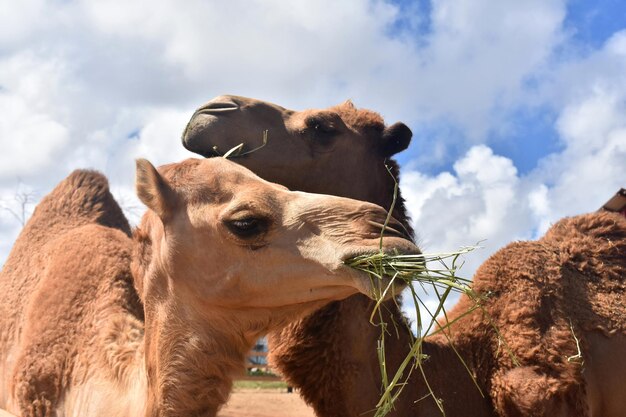 Hermoso par de camellos acurrucados mientras pican heno