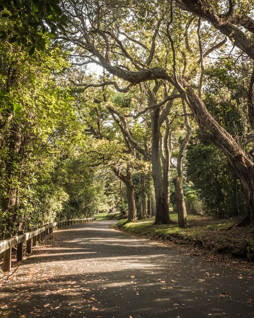 Hermoso parque con grandes árboles y vegetación con una carretera con curvas y hojas caídas