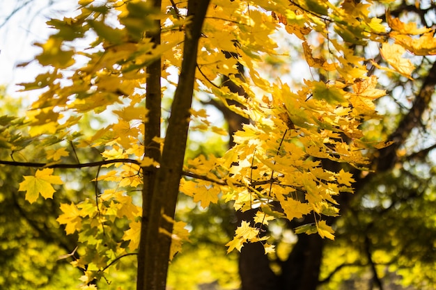 Hermoso parque de otoño. Árboles y hojas otoñales. Paisaje de otoño. Aparcar en otoño. Bosque en otoño.