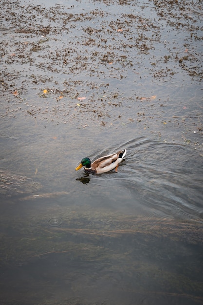 Hermoso pato ánade real nadando en el lago en el parque