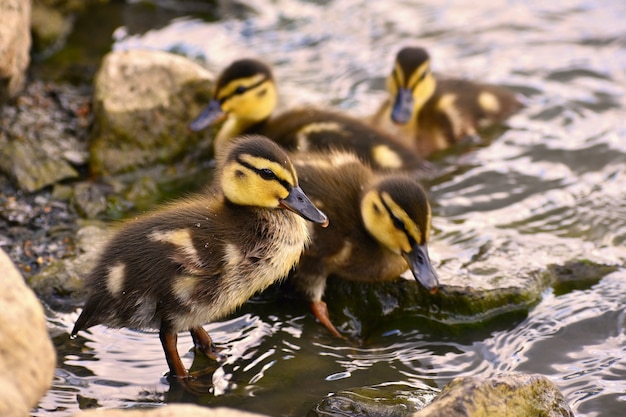 Foto gratuita hermoso pato joven en la superficie de un estanque. vida silvestre en un día soleado de verano. pájaro de agua joven.