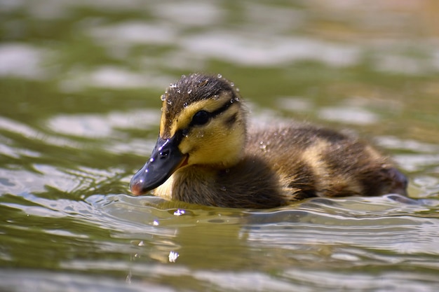 Hermoso pato joven en la superficie de un estanque. Vida silvestre en un día soleado de verano. Pájaro de agua joven.