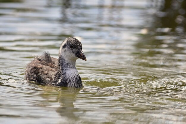 Un hermoso pato salvaje negro flotando en la superficie de un estanque (Fulica atra, Fulica anterior)