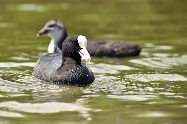 Foto gratuita un hermoso pato salvaje negro flotando en la superficie de un estanque fulica atra fulica anterior