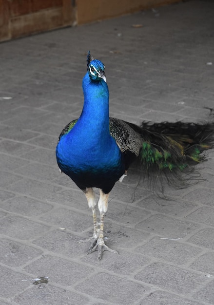 Hermoso pavo real macho con cola larga