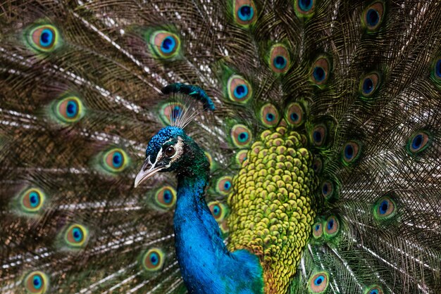 Hermoso pavo real macho con plumas abiertas