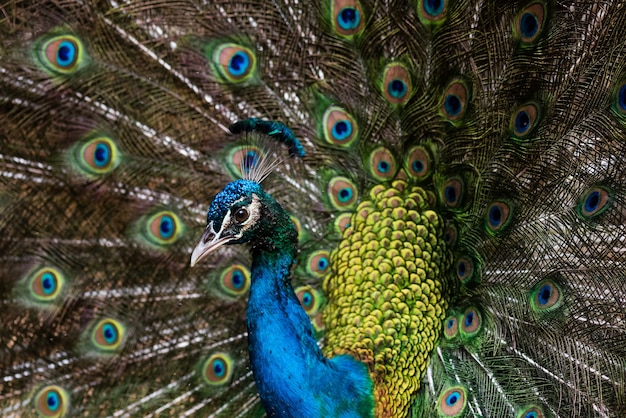 Hermoso pavo real macho con plumas abiertas