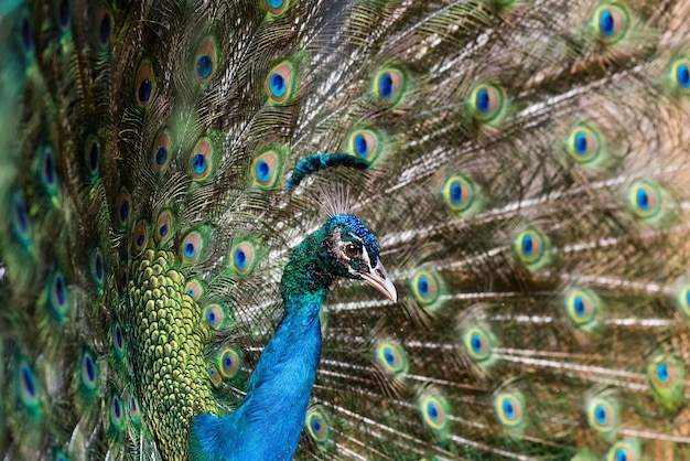 Hermoso pavo real macho con plumas abiertas