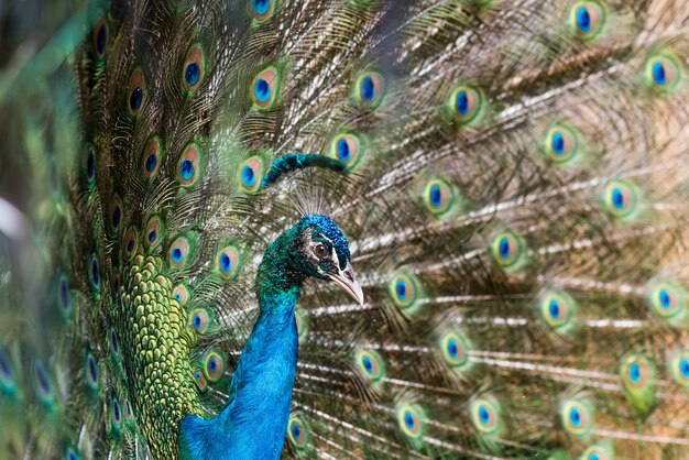 Hermoso pavo real macho con plumas abiertas