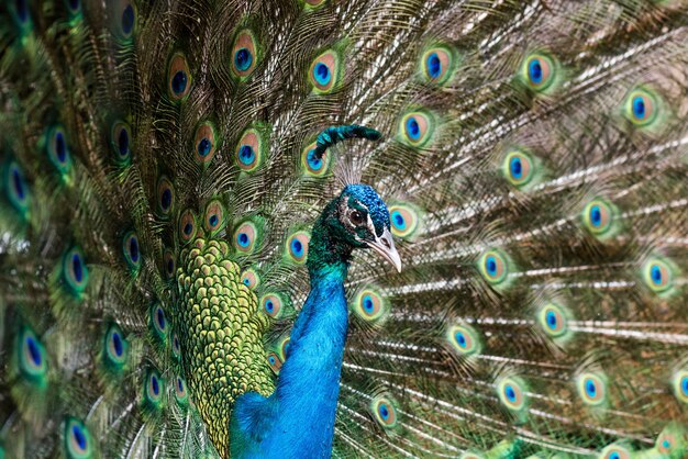 Hermoso pavo real macho con plumas abiertas