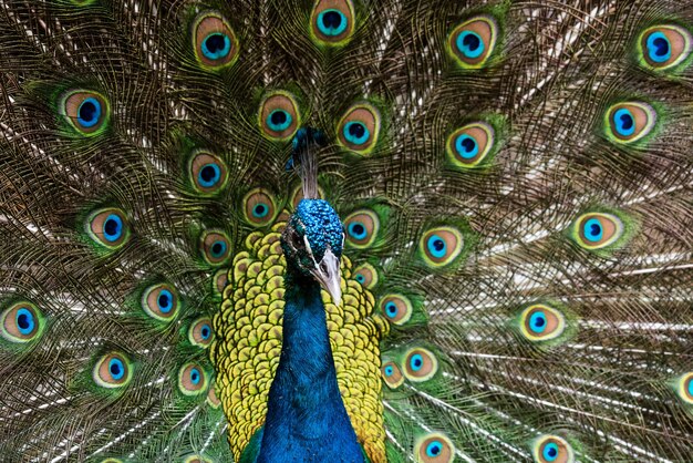 Hermoso pavo real macho con plumas abiertas