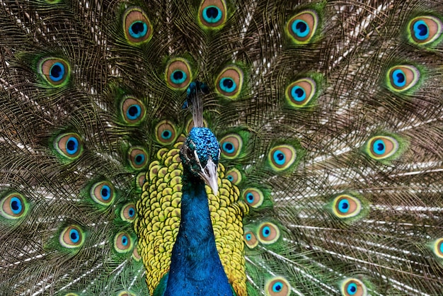 Hermoso pavo real macho con plumas abiertas