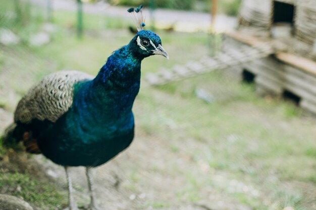 Hermoso pavo real mostrando sus plumas