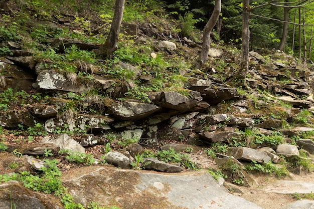 Hermoso pedazo de bosque a la luz del día