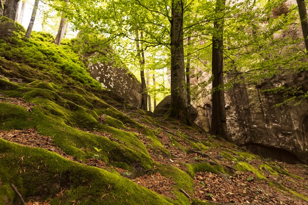 Hermoso pedazo de naturaleza a la luz del día.