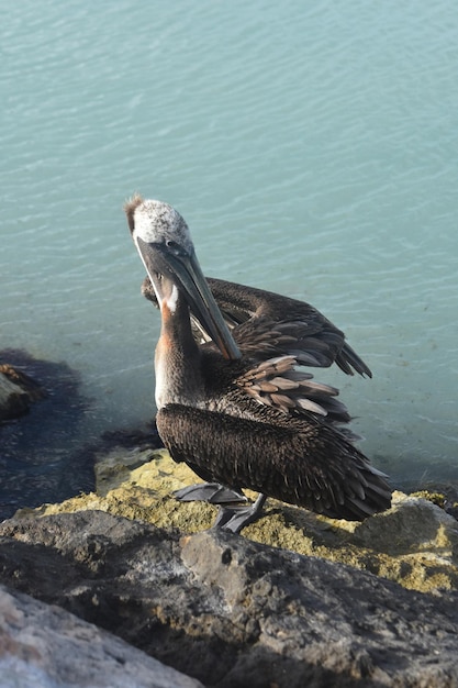 Hermoso pelícano de agua de pie en un embarcadero de playa