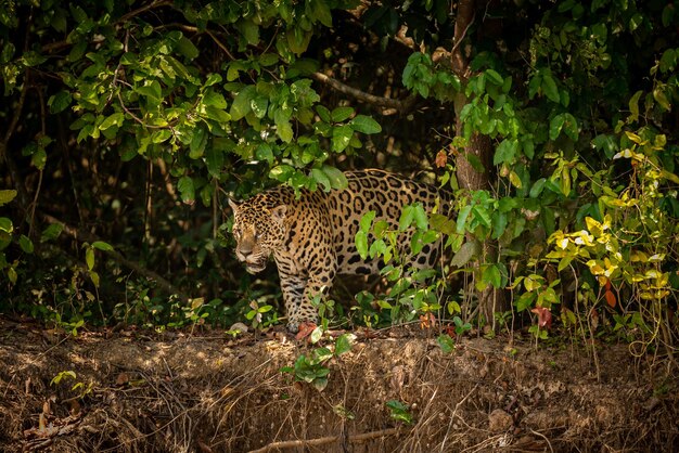 Hermoso y en peligro de extinción jaguar americano en el hábitat natural Panthera onca salvaje brasil fauna brasileña pantanal selva verde grandes felinos