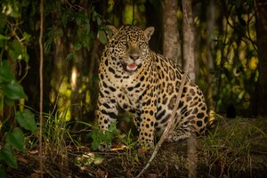 Foto gratuita hermoso y en peligro de extinción jaguar americano en el hábitat natural panthera onca salvaje brasil fauna brasileña pantanal selva verde grandes felinos
