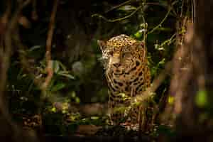 Foto gratuita hermoso y en peligro de extinción jaguar americano en el hábitat natural panthera onca salvaje brasil fauna brasileña pantanal selva verde grandes felinos