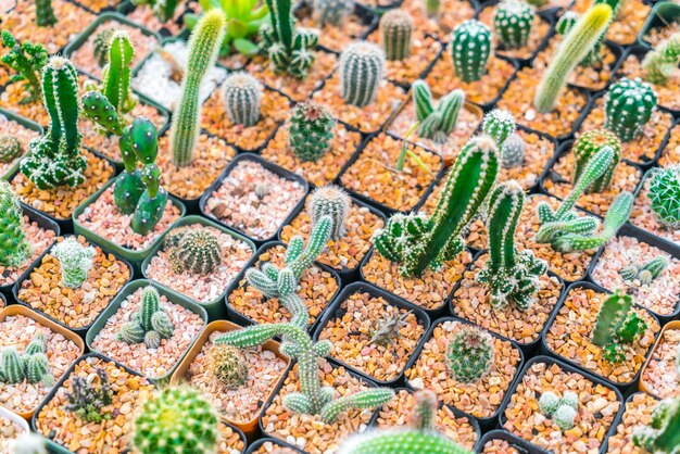 Hermoso pequeño campo de cactus.