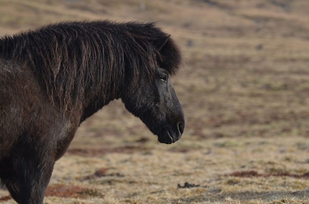 Foto gratuita hermoso perfil de caballo islandés negro.