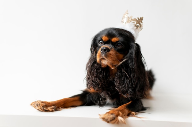 Foto gratuita hermoso perro de aguas de juguete inglés retrato del animal doméstico